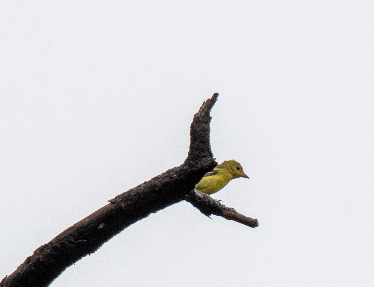 Western Tanager - Bob Schmidt