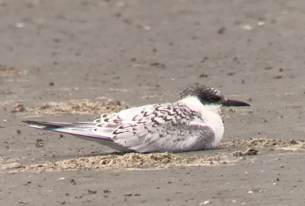 South American Tern - Gustavo Bautista @GUSBIRDING