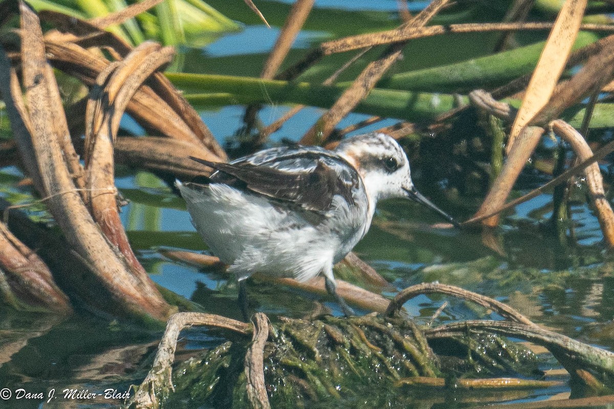 Phalarope à bec étroit - ML477547081