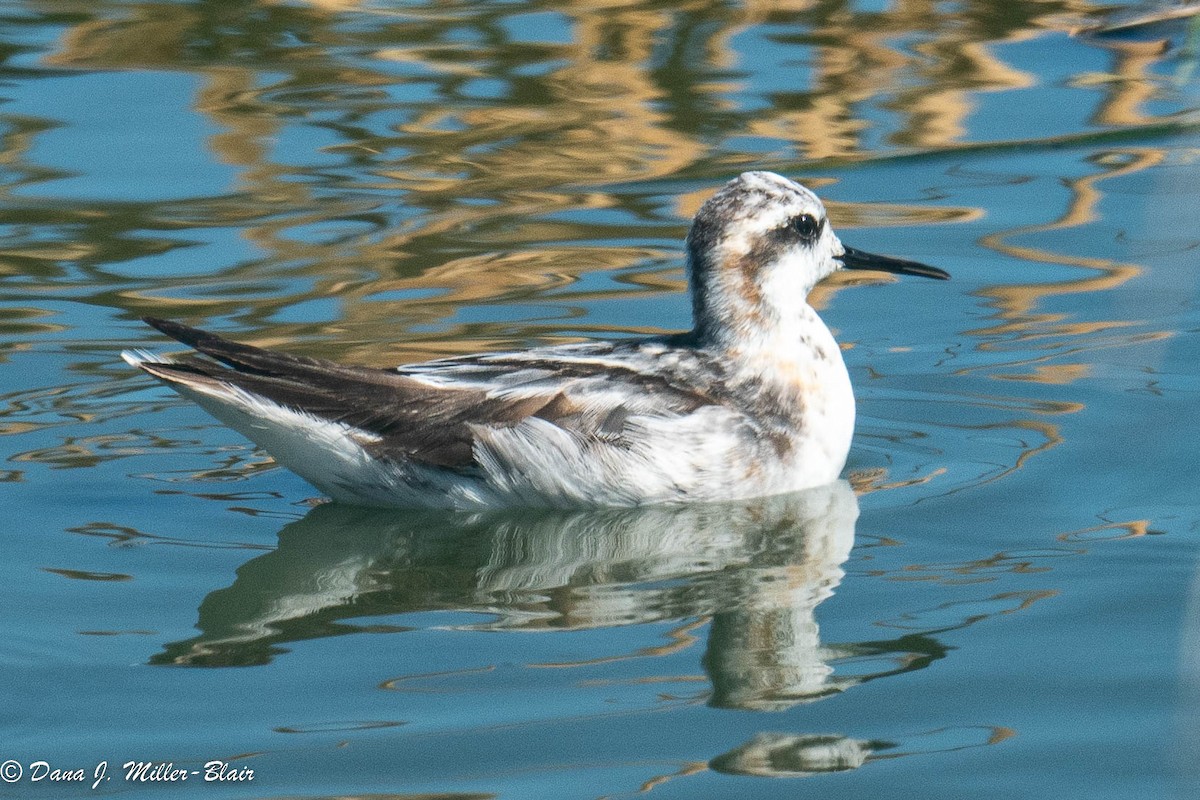 Phalarope à bec étroit - ML477547121