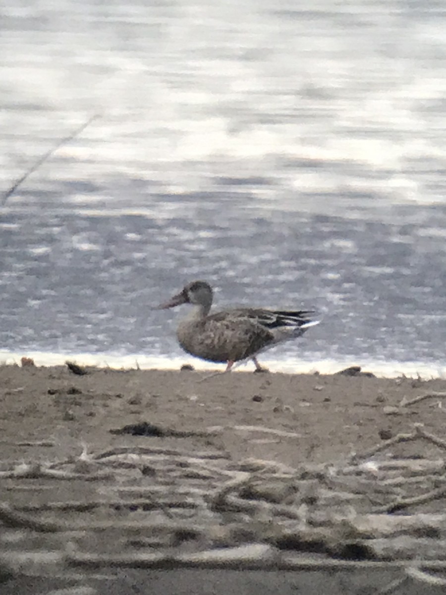 Northern Shoveler - ML477547311