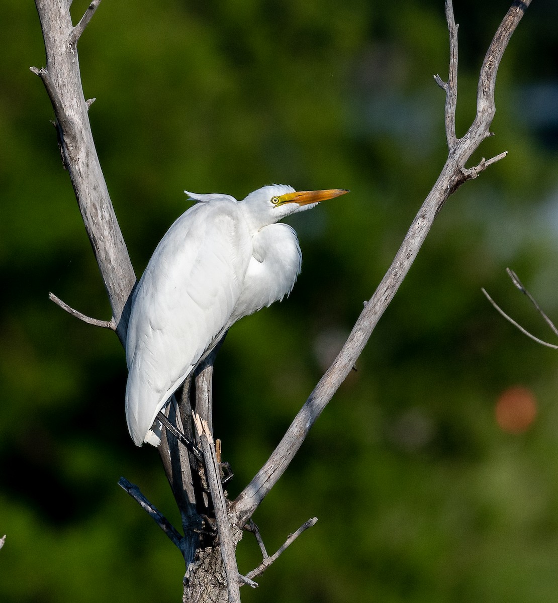 Great Egret - Claude Garand