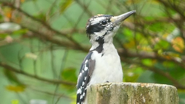 Hairy Woodpecker (Eastern) - ML477547931