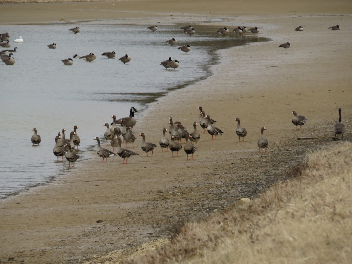 Greater White-fronted Goose - ML47754821