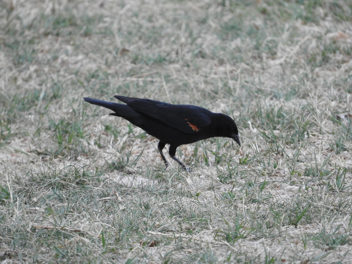 Red-winged Blackbird (Mexican Bicolored) - ML477548351