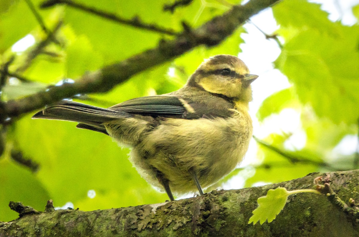 Eurasian Blue Tit - ML477550181