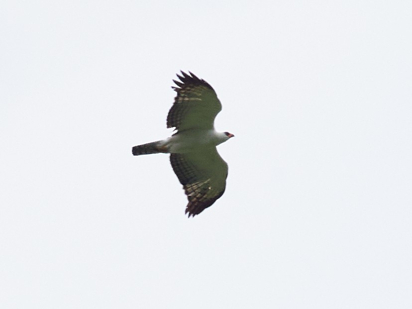 Black-and-white Hawk-Eagle - ML477551291