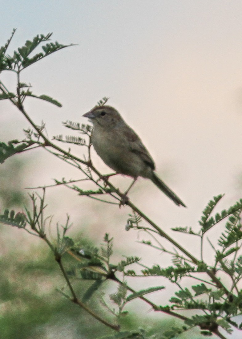 Botteri's Sparrow - ML477551401