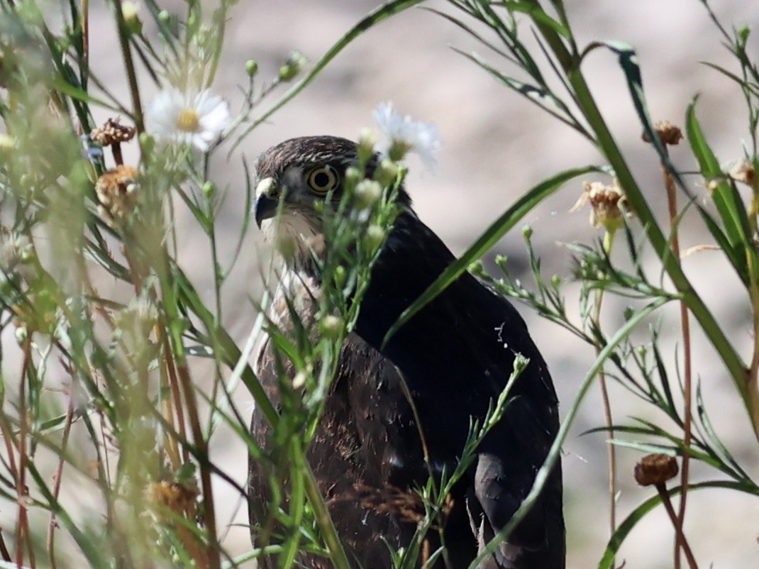 Підсоколик малий - ML477552381