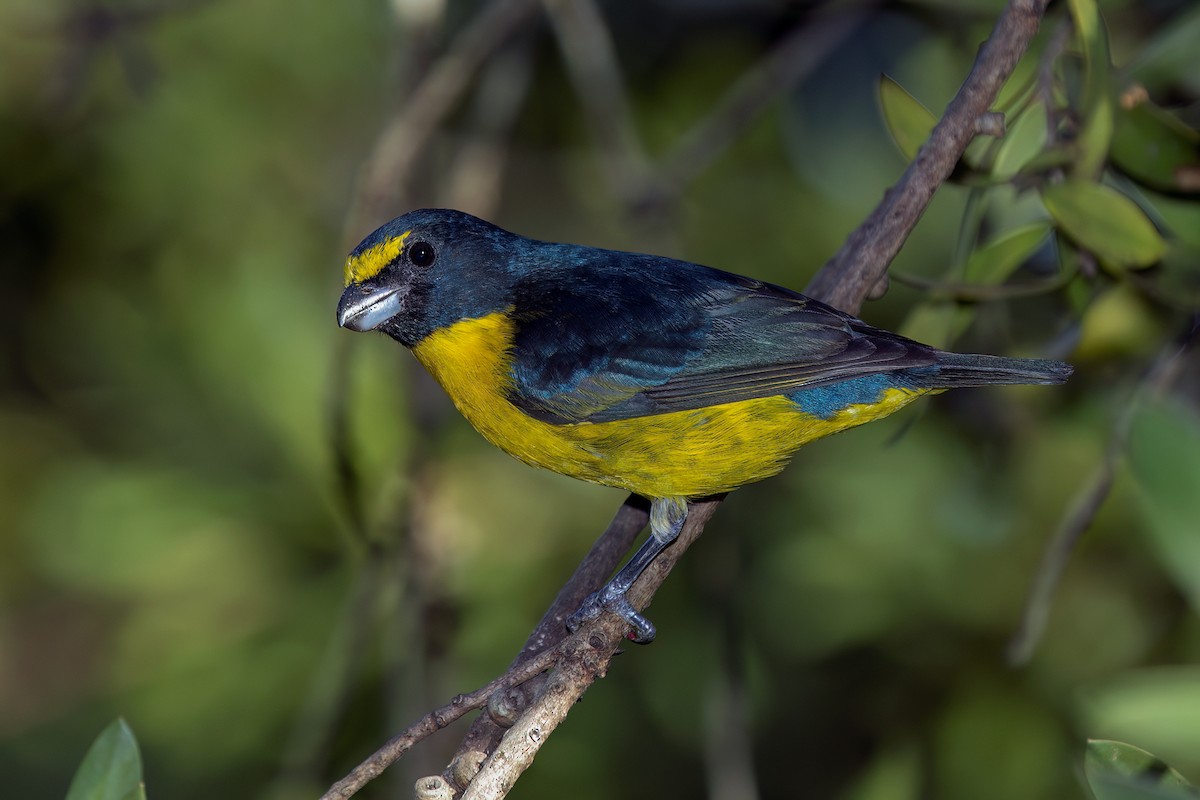 Green-throated Euphonia - ML477552881