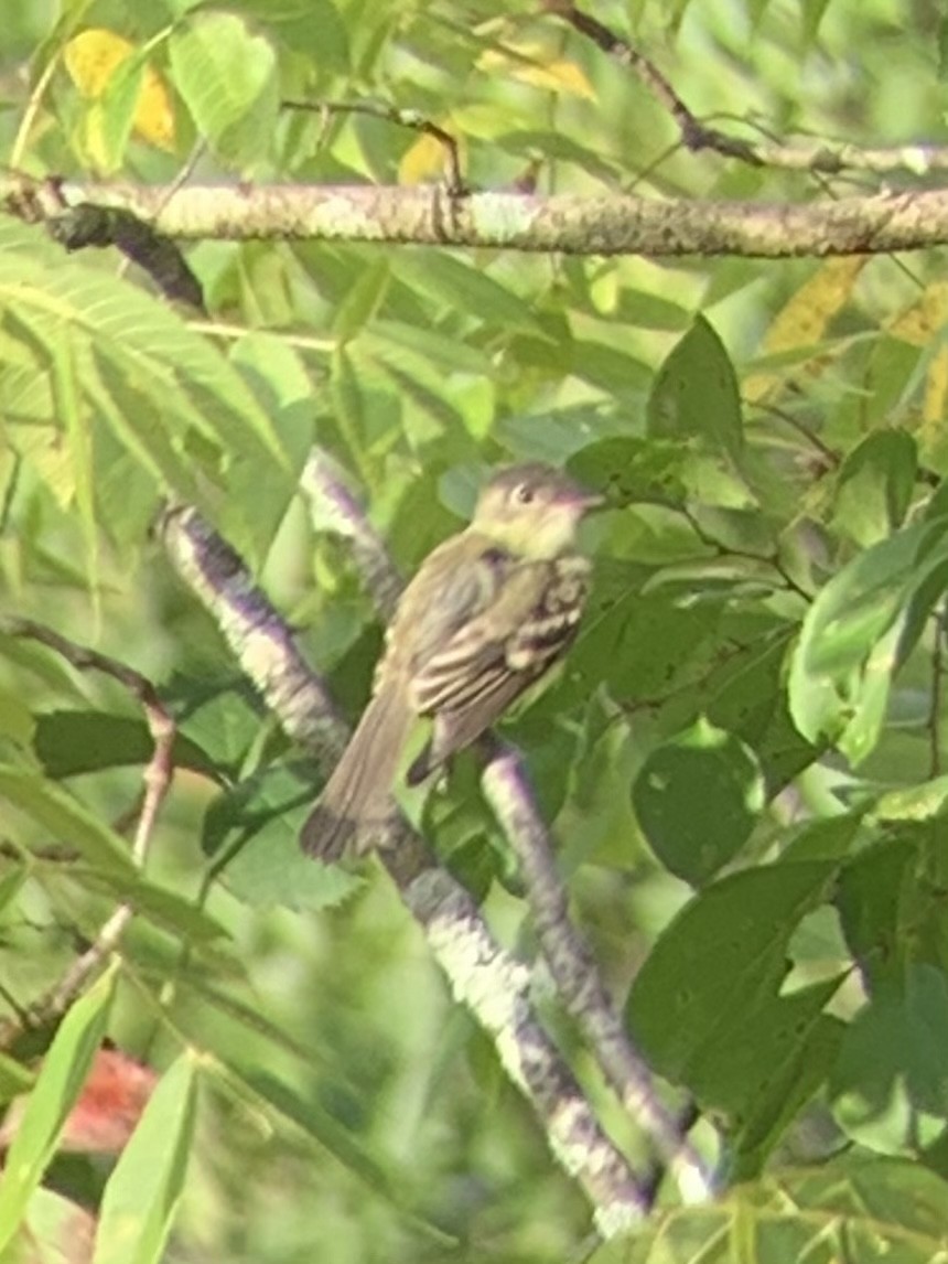 Acadian Flycatcher - ML477553301