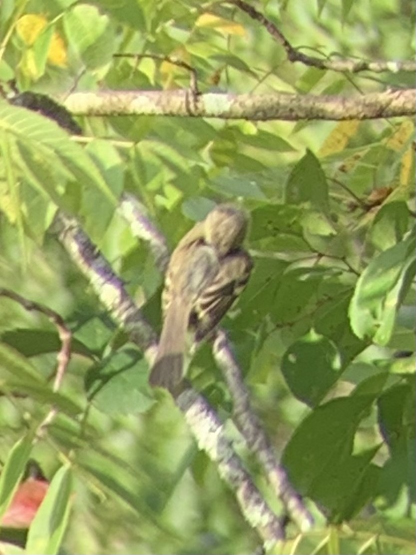 Acadian Flycatcher - ML477553311