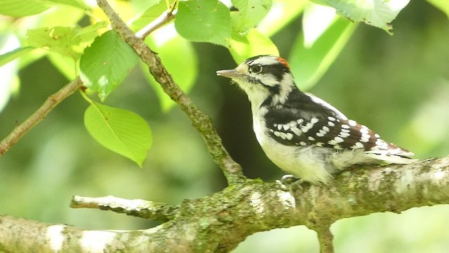 セジロコゲラ（pubescens／medianus） - ML477554151