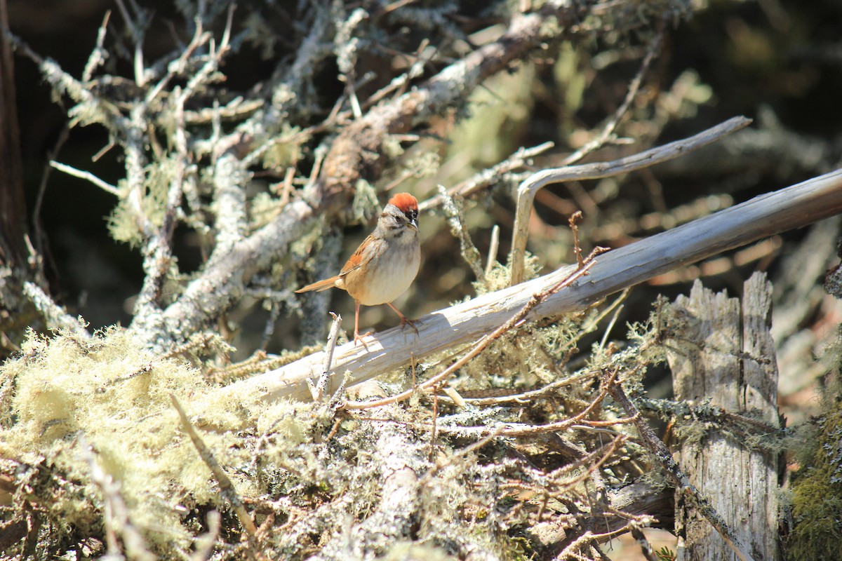 Swamp Sparrow - ML47755631