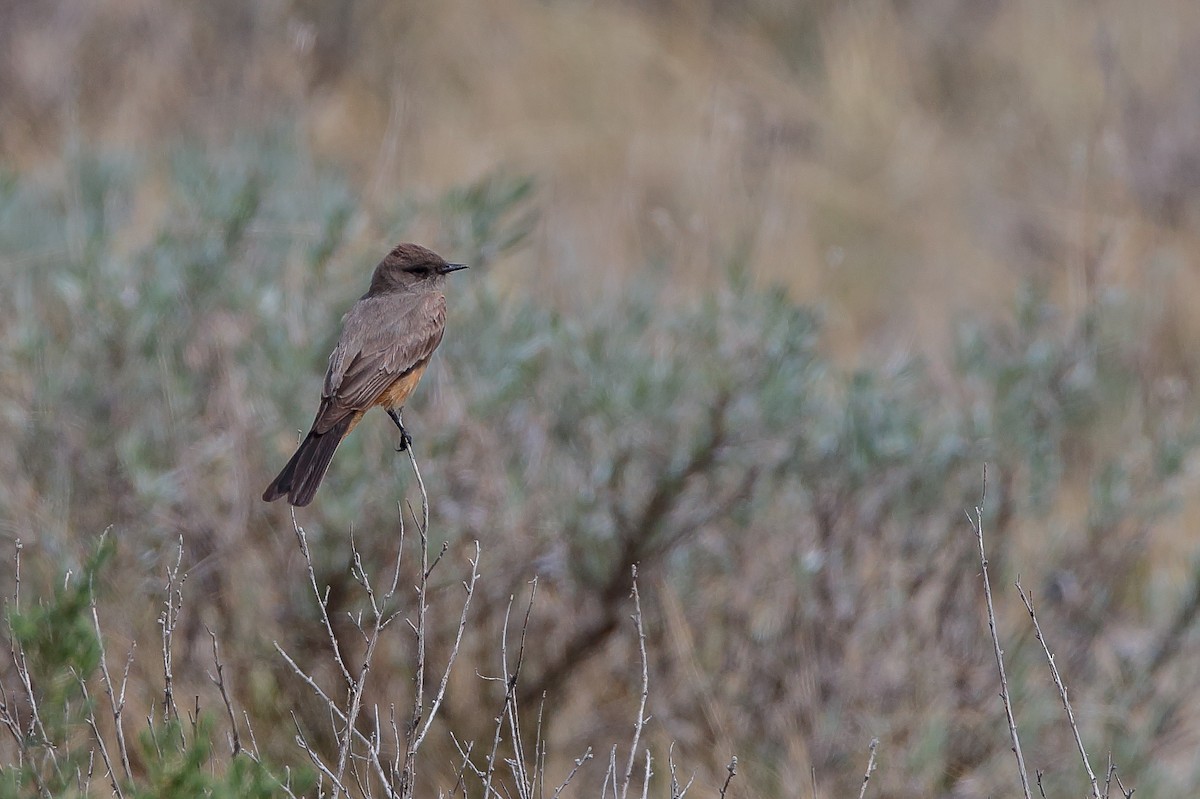 Say's Phoebe - ML477556761