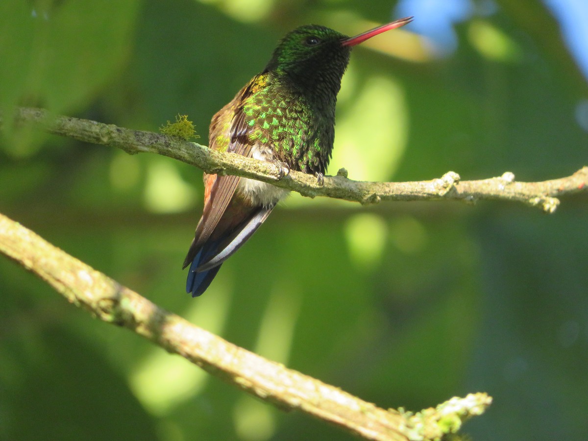 kolibřík měděnořitý - ML477557461