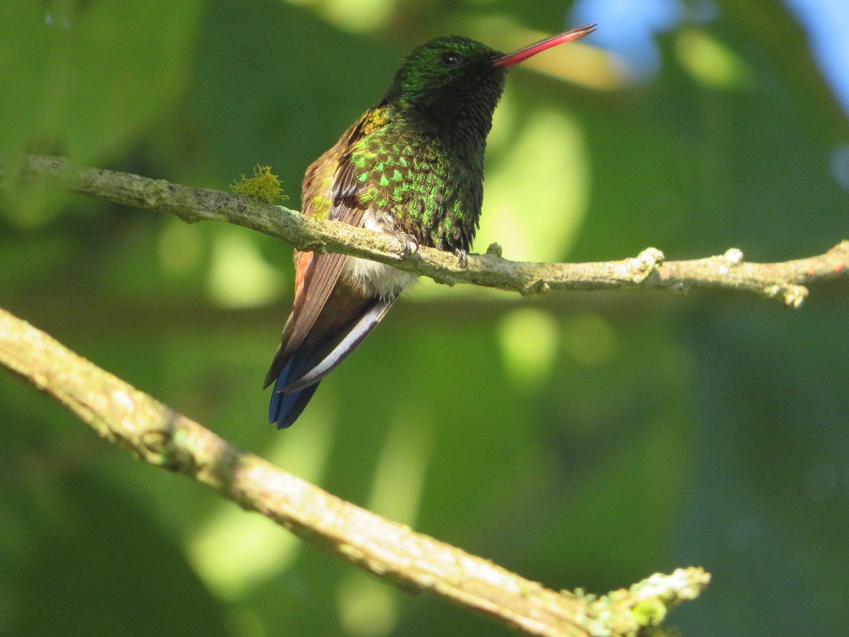 Copper-rumped Hummingbird - Alfredo Correa