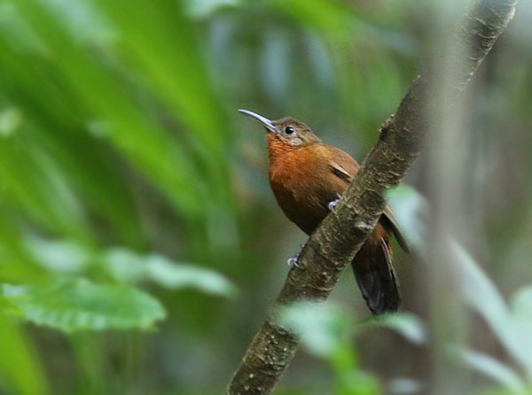 Middle American Leaftosser (Mexican) - Amy McAndrews