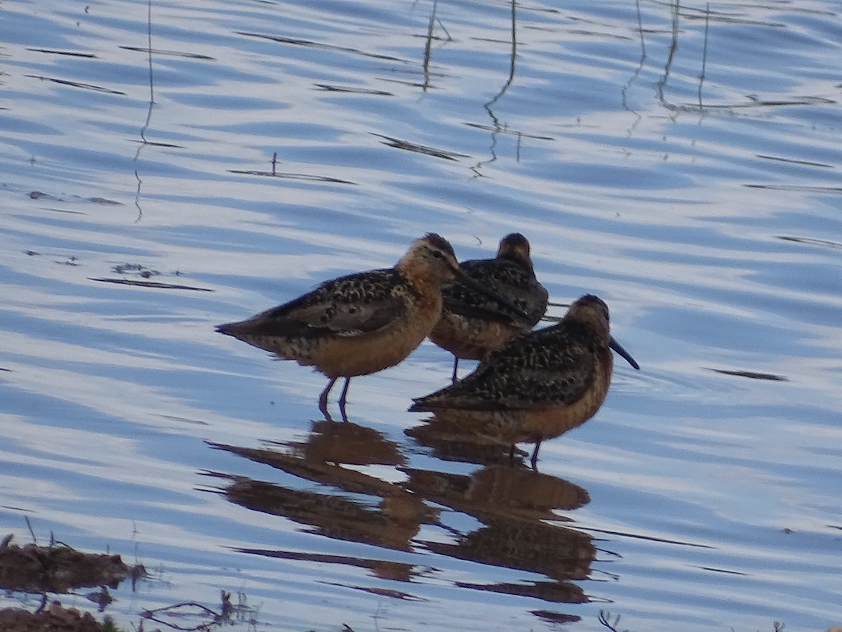 Long-billed Dowitcher - Robert Solomon