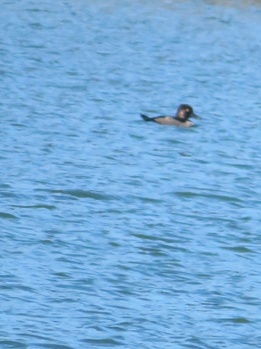 Ring-necked Duck - ML477558761