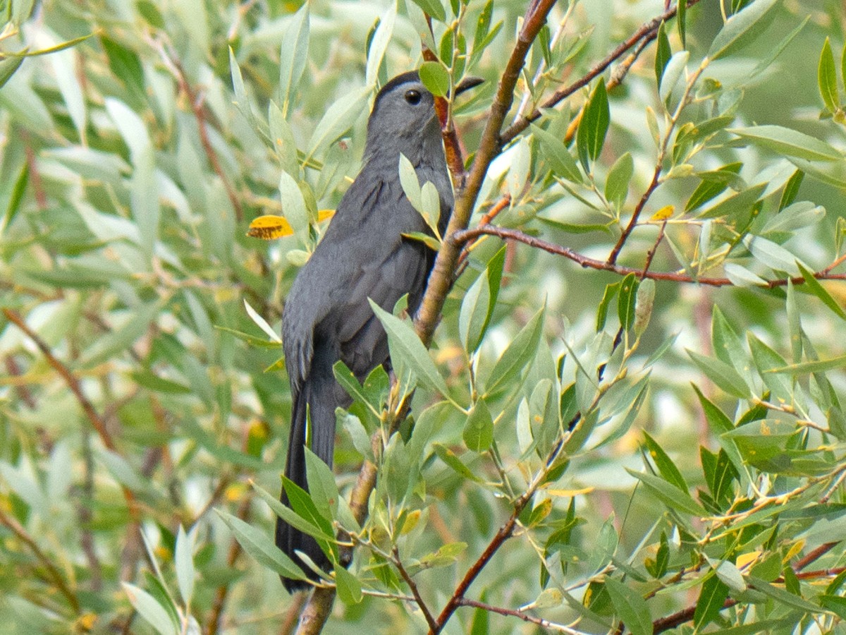 kattespottefugl - ML477559541