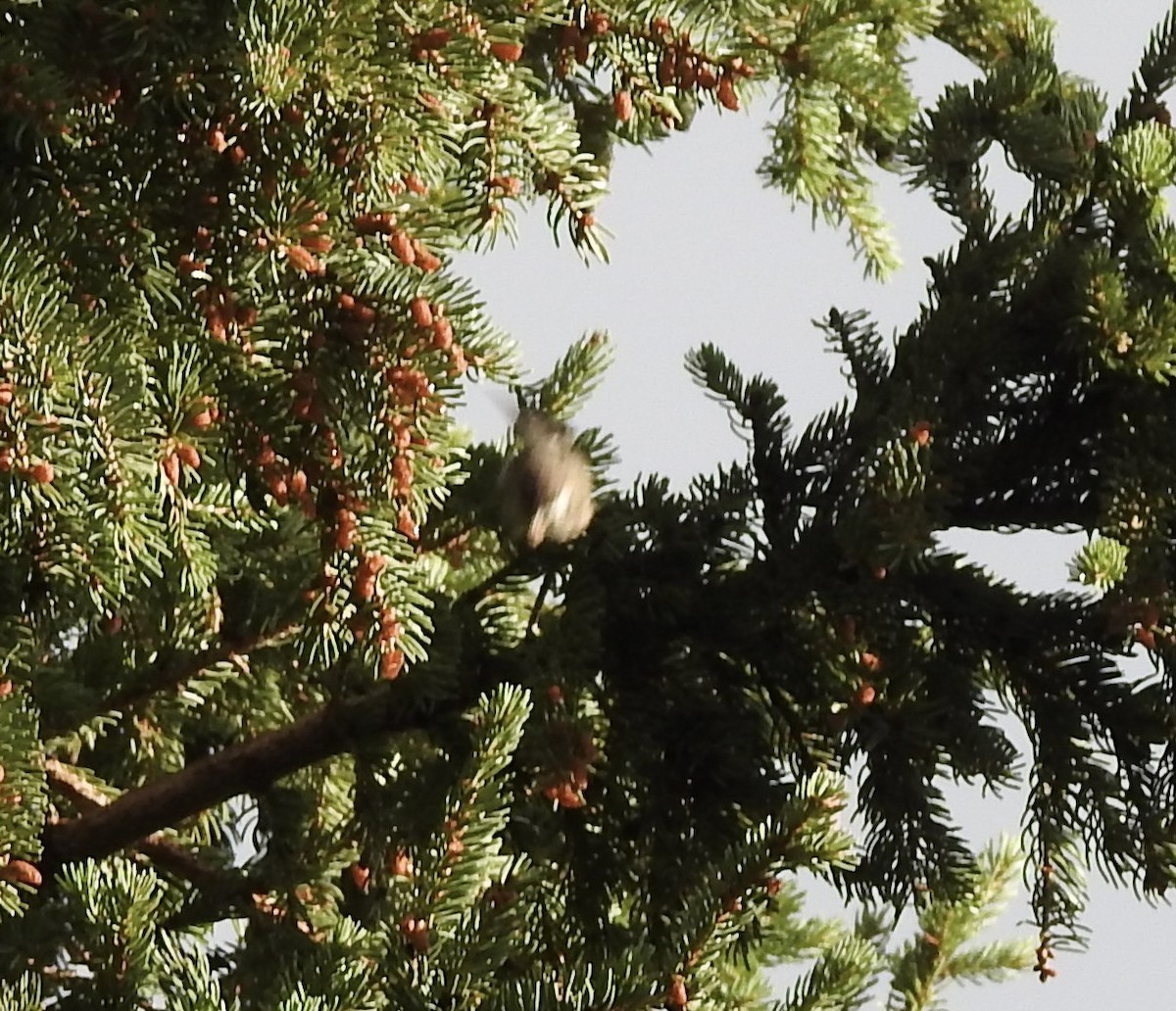 Boreal Chickadee - ML477559861