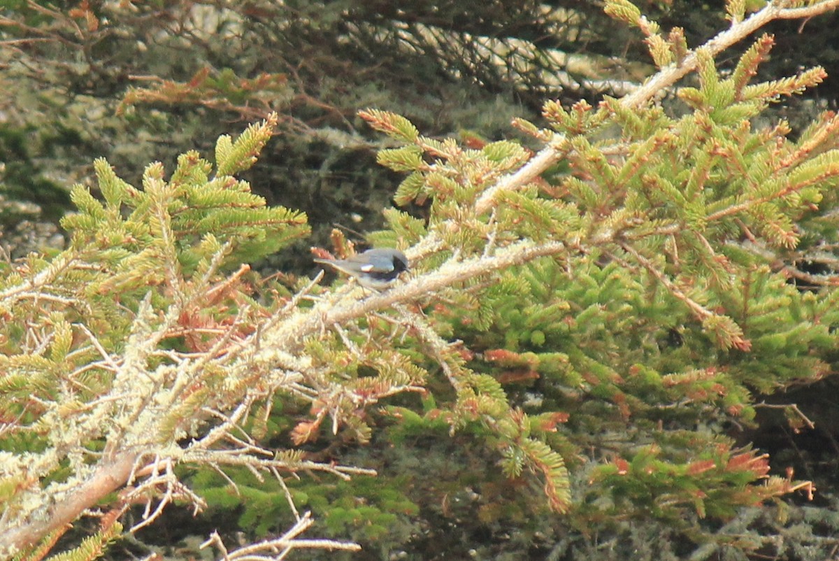 Black-throated Blue Warbler - ML47756071