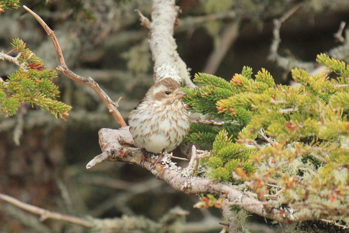 Purple Finch - ML47756101