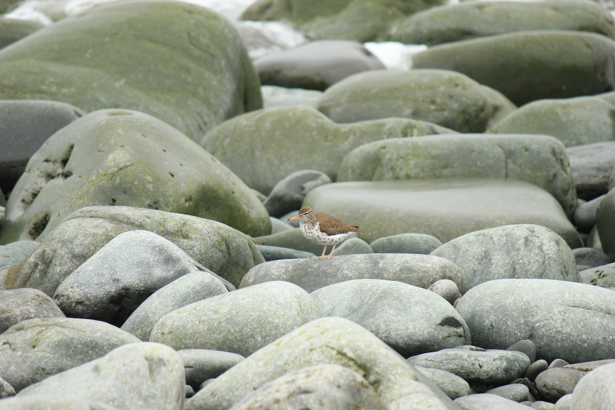 Spotted Sandpiper - ML47756141