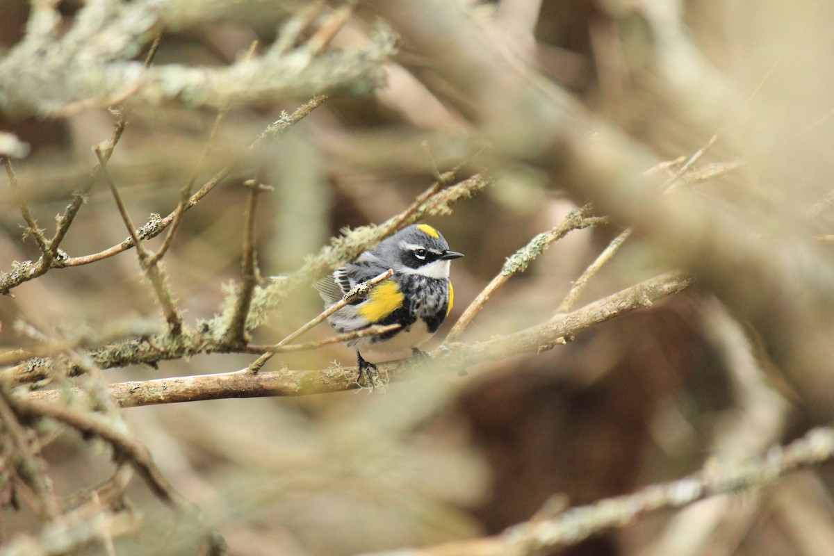 Yellow-rumped Warbler - ML47756181