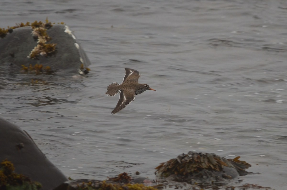 Spotted Sandpiper - ML47756191