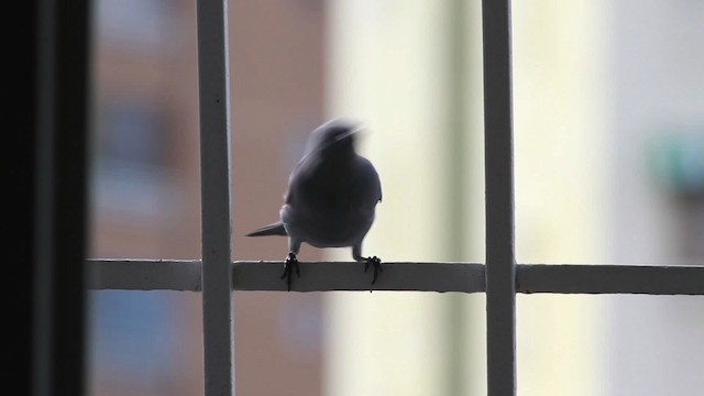 Blue-gray Tanager (Blue-gray) - ML477563