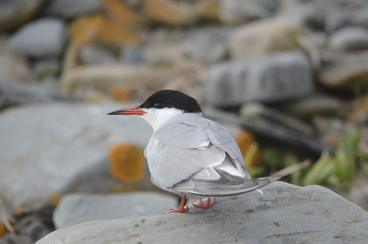 Common Tern - ML47756491