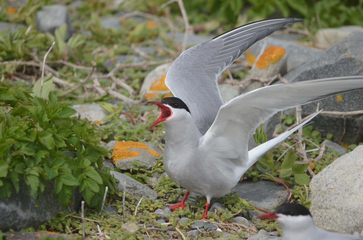 Arctic Tern - ML47756511