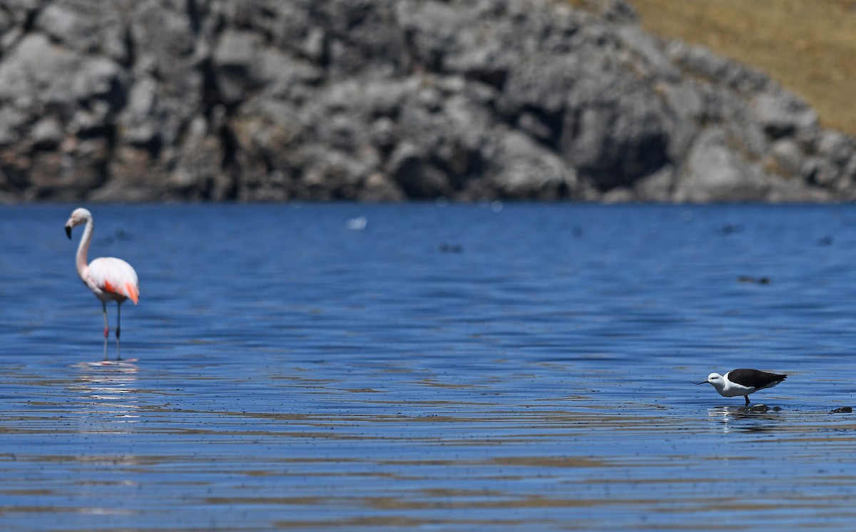 Andean Avocet - Joshua Vandermeulen