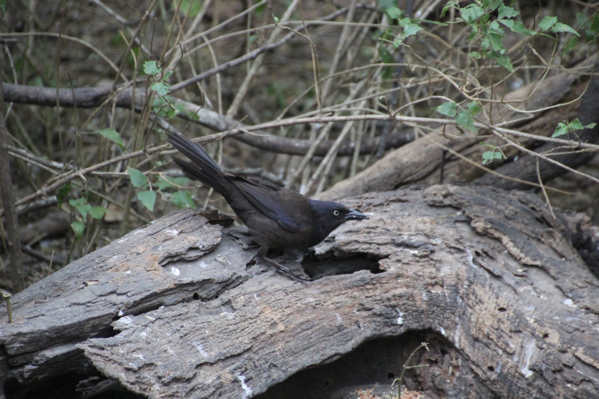 Common Grackle - ML47756551