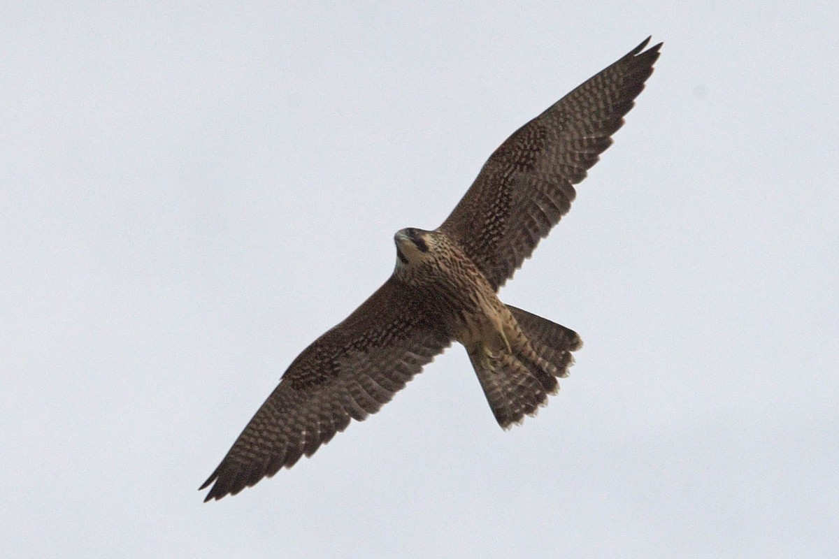 Peregrine Falcon - ML477565561