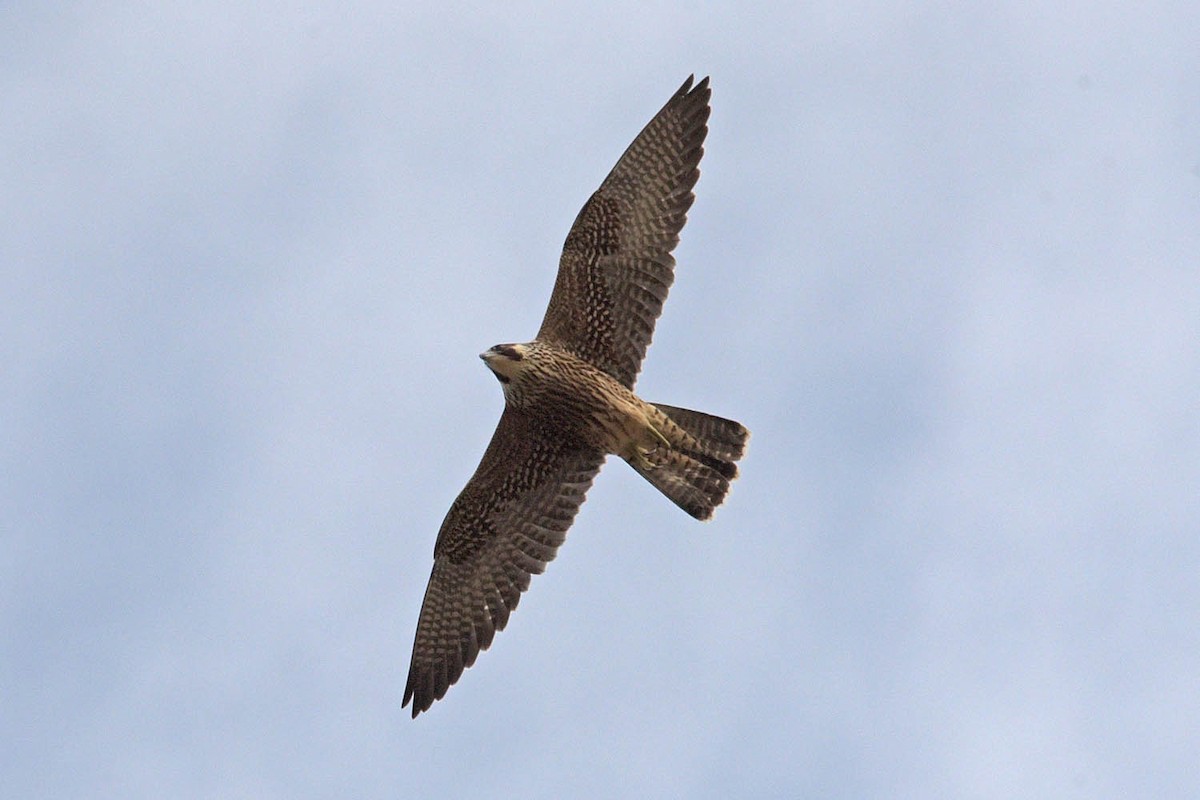 Peregrine Falcon - ML477565571