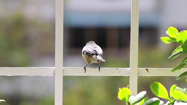 Bananaquit (Continental) - ML477566