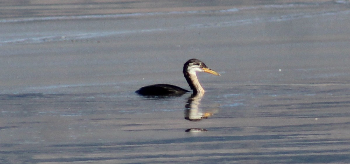 Red-necked Grebe - BJ dooley