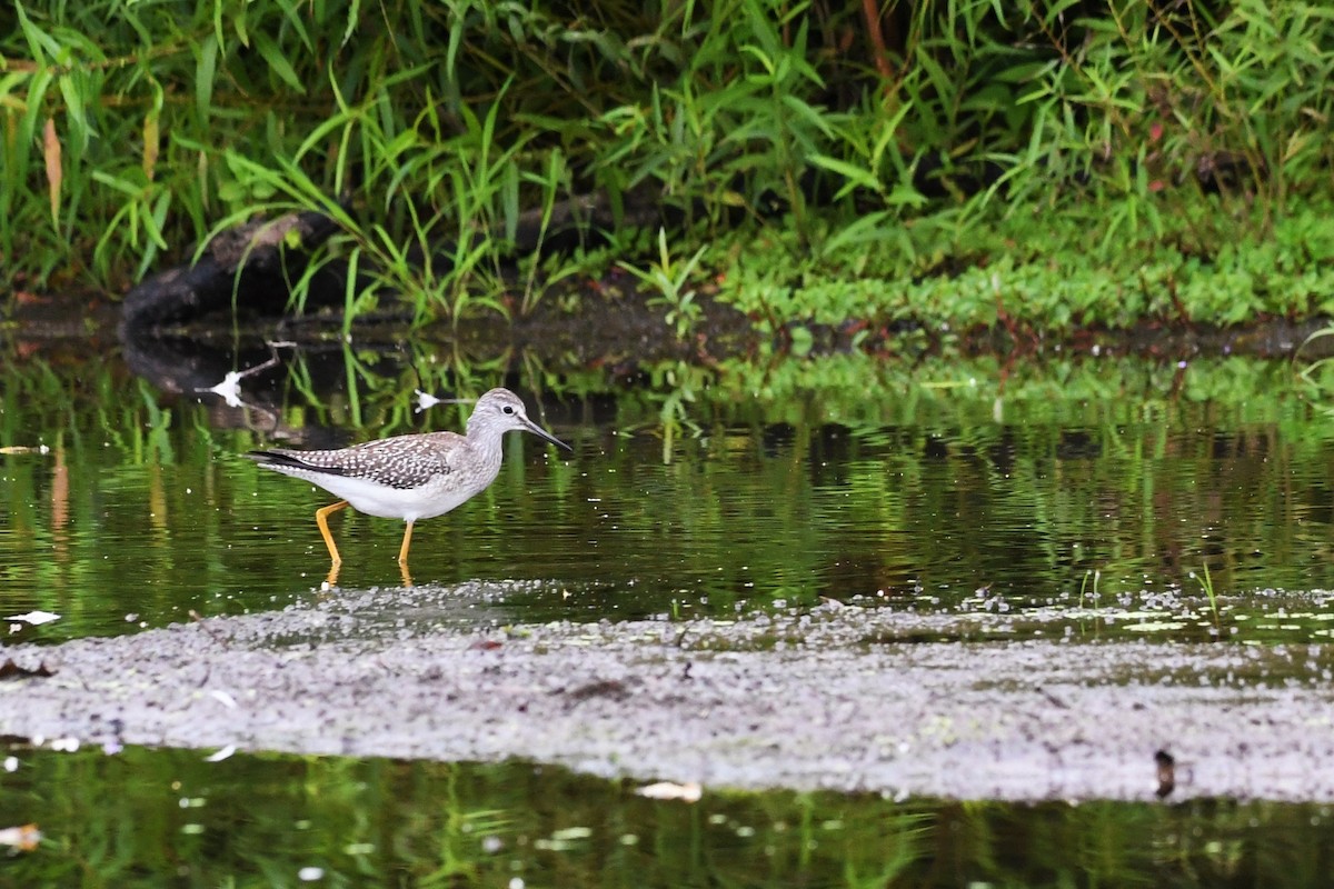 Lesser Yellowlegs - ML477566951