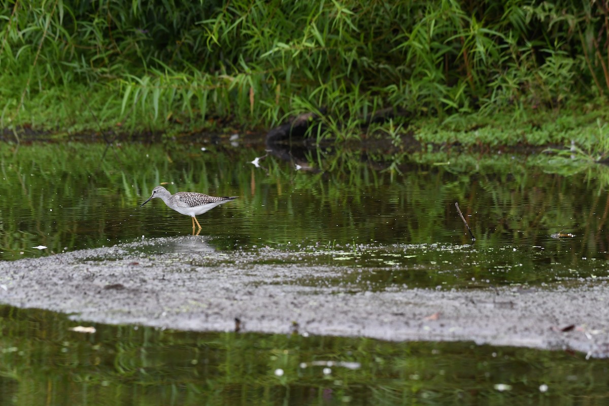 Lesser Yellowlegs - ML477566971