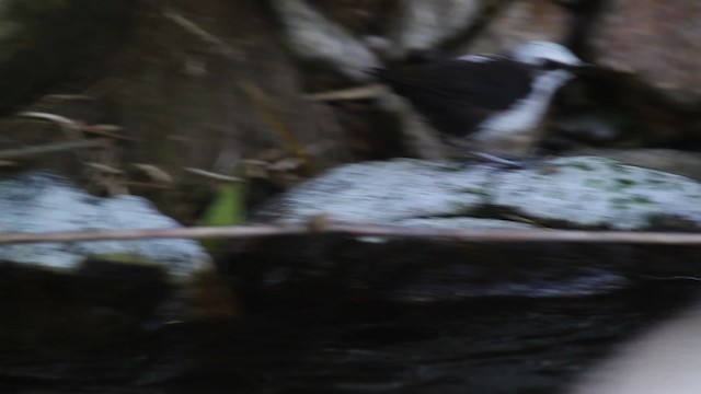 White-capped Dipper (White-bellied) - ML477567