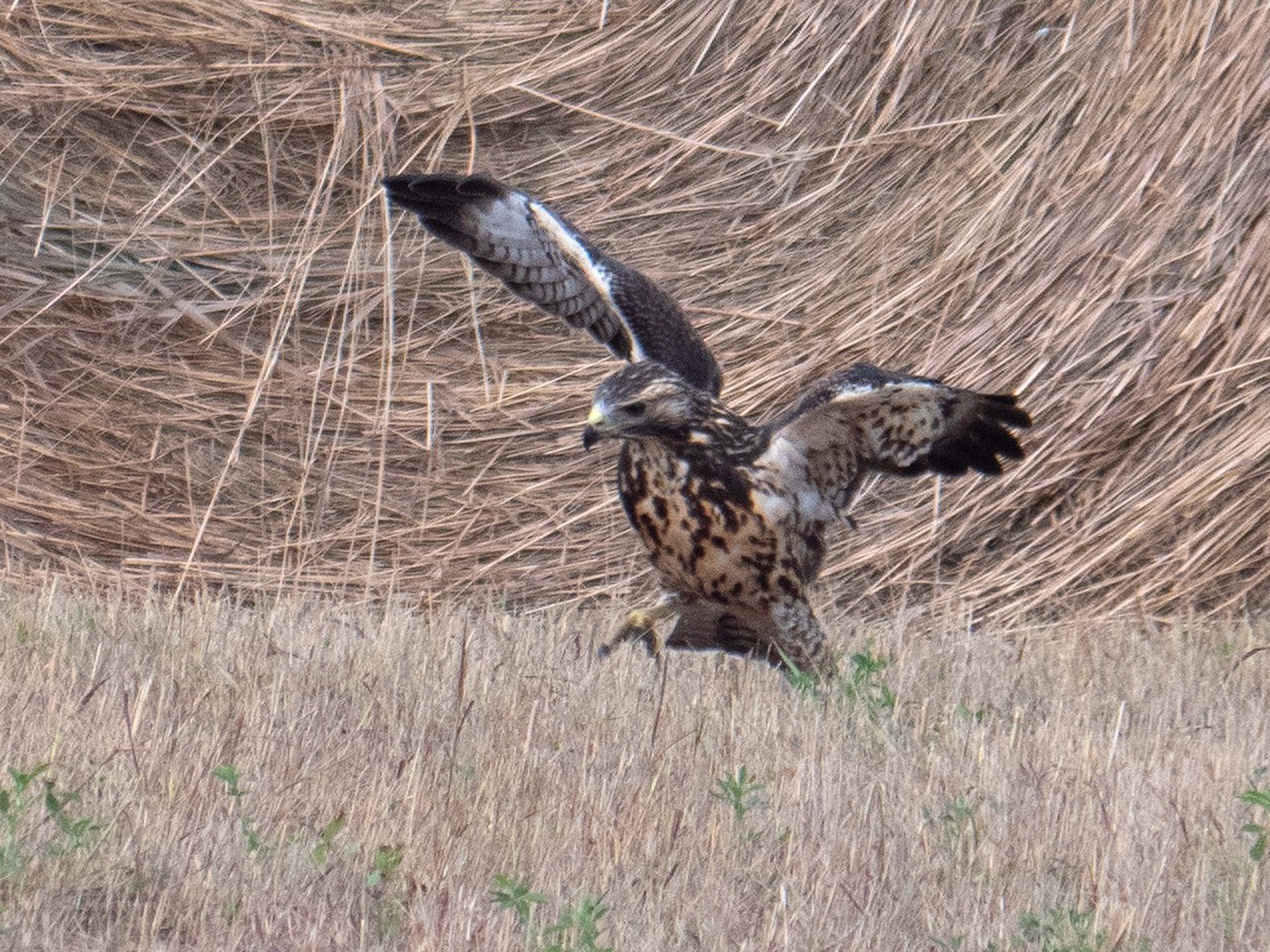 Swainson's Hawk - ML477567531