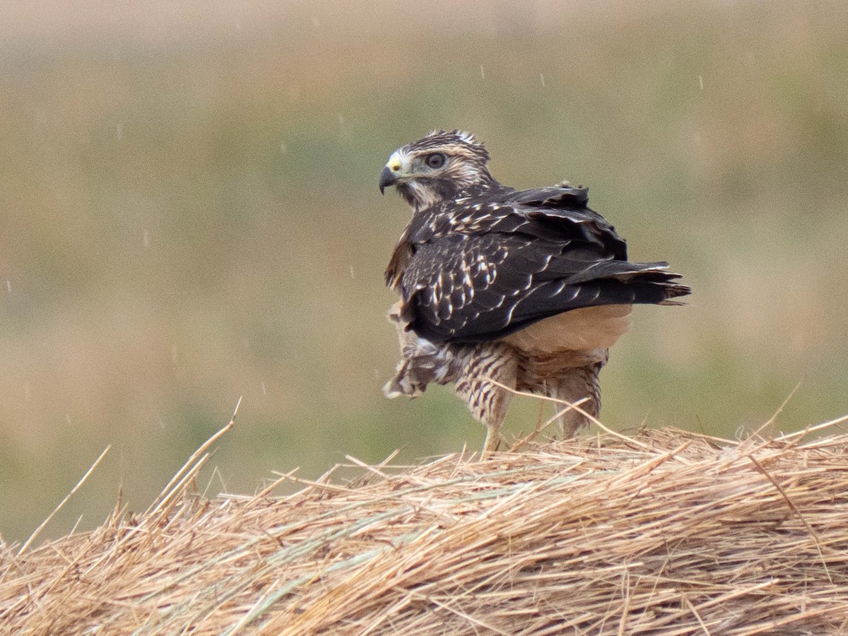 Swainson's Hawk - ML477567571