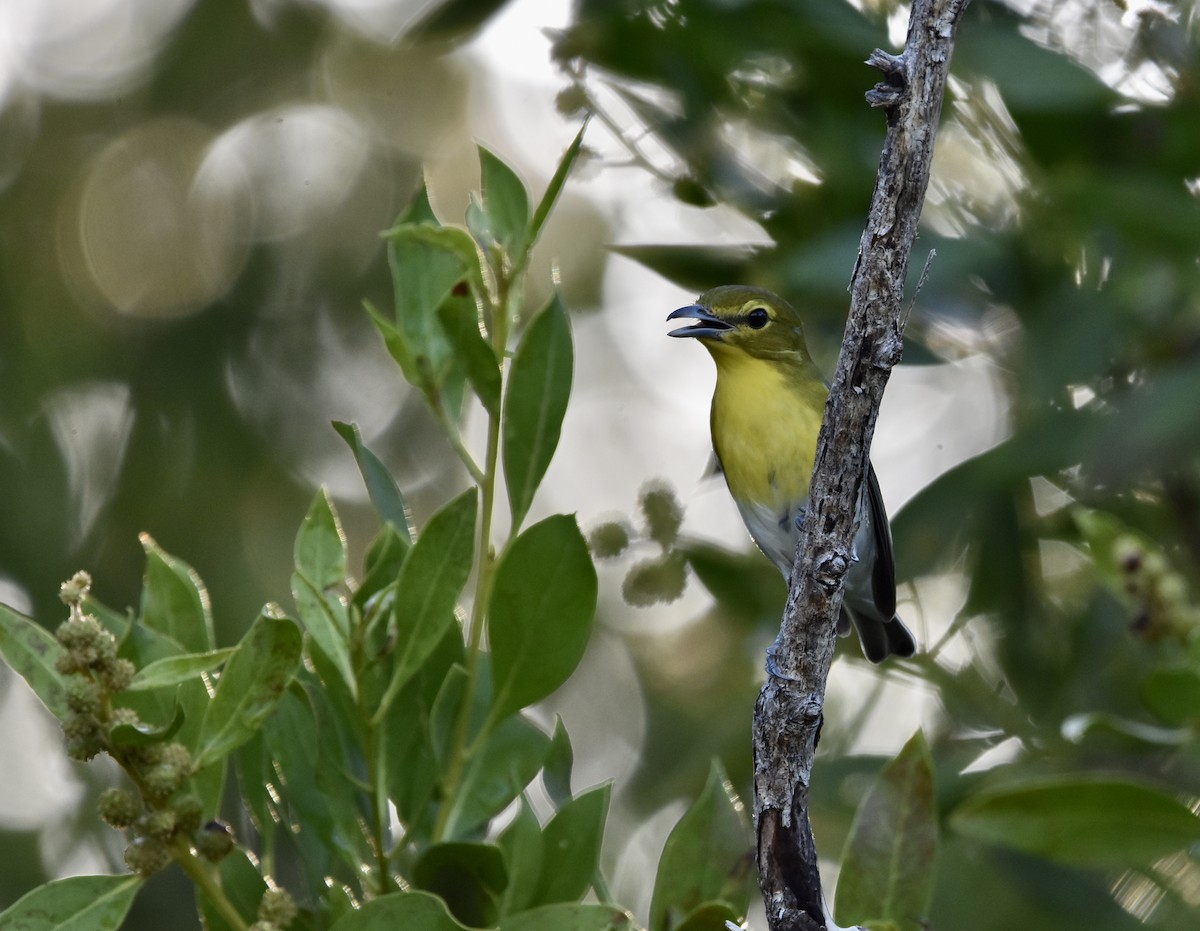 Yellow-throated Vireo - Mariah Hryniewich