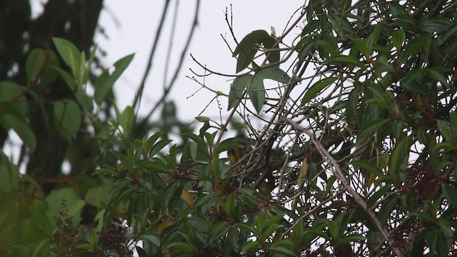 キボシヤマフウキンチョウ（melanops） - ML477568