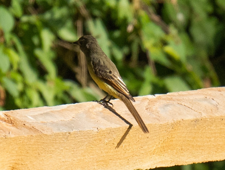 Great Crested Flycatcher - Jordan Wolf