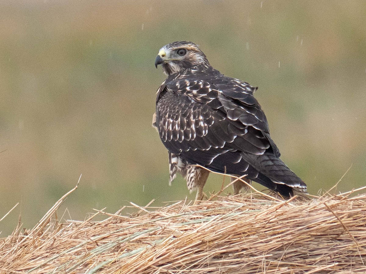 Swainson's Hawk - ML477568101