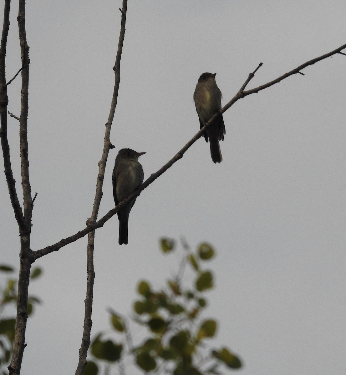 Olive-sided Flycatcher - ML477568281